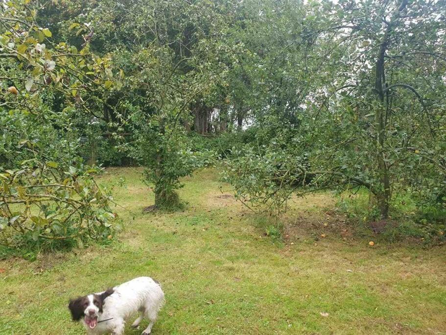 Nature Charm & Fruit Delights, Multi-Generation Celebratory Home -Try, Relax, Repeat - Sellindge Ashford  Buitenkant foto