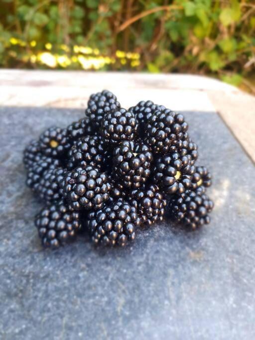 Nature Charm & Fruit Delights, Multi-Generation Celebratory Home -Try, Relax, Repeat - Sellindge Ashford  Buitenkant foto